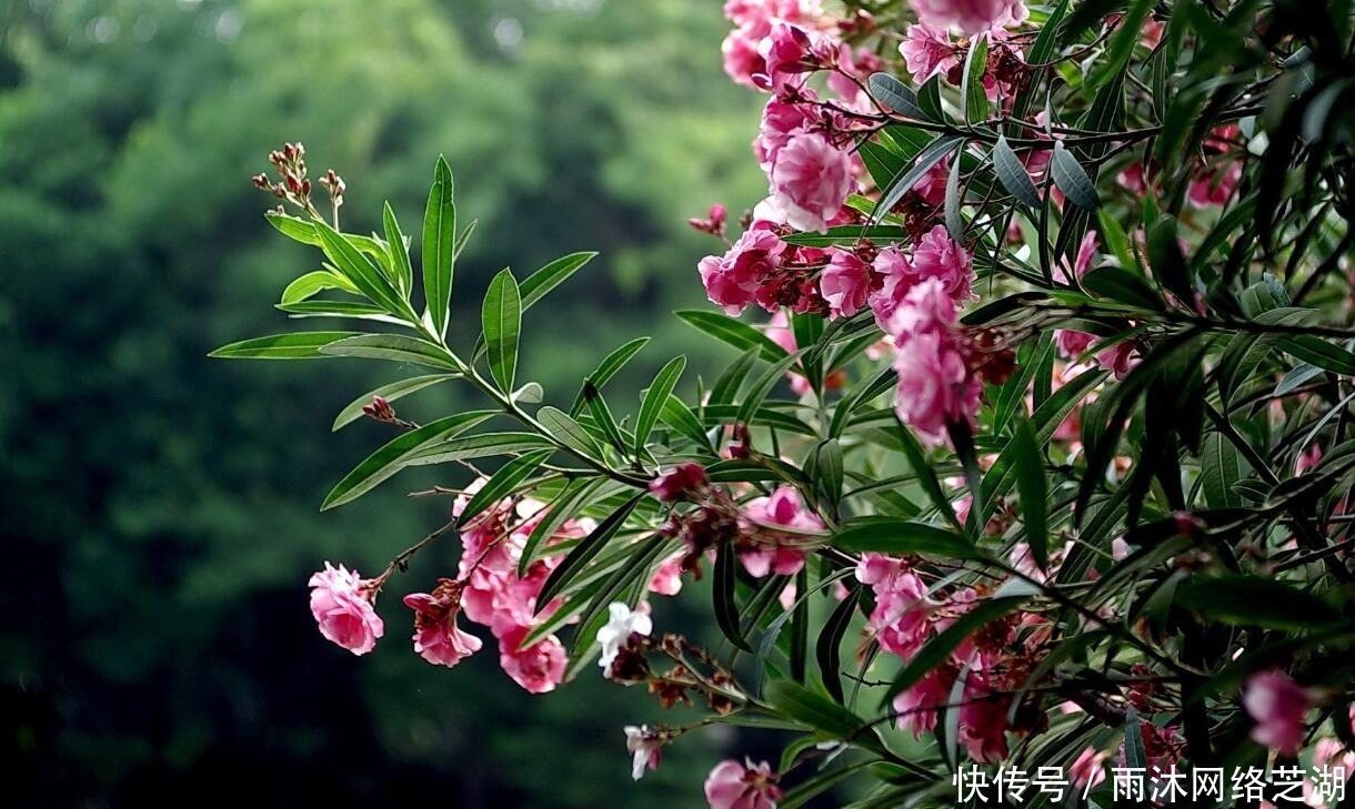 番茄汁|五个生活小妙招:家里有蟑螂怎么办?冰箱异味怎么除?