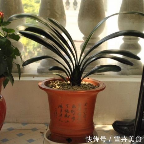 花生|君子兰就爱吃这2种零食，往盆里埋一点，根壮叶肥，花开璀璨烂漫