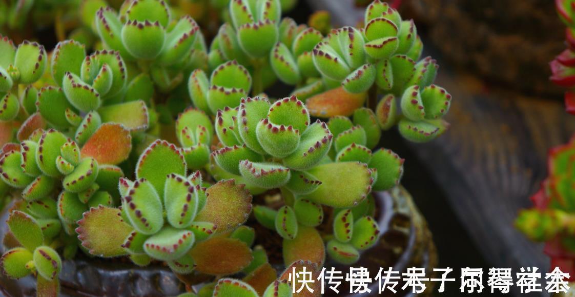 地方|多肉植物熊童子没精神,早点检查下这3地方,可能马上找到元凶