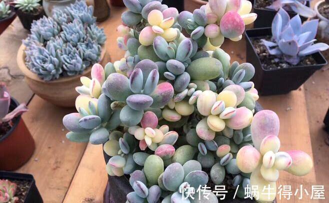 多肉福娘里好看却不容易养好的胖美人，乒乓福娘