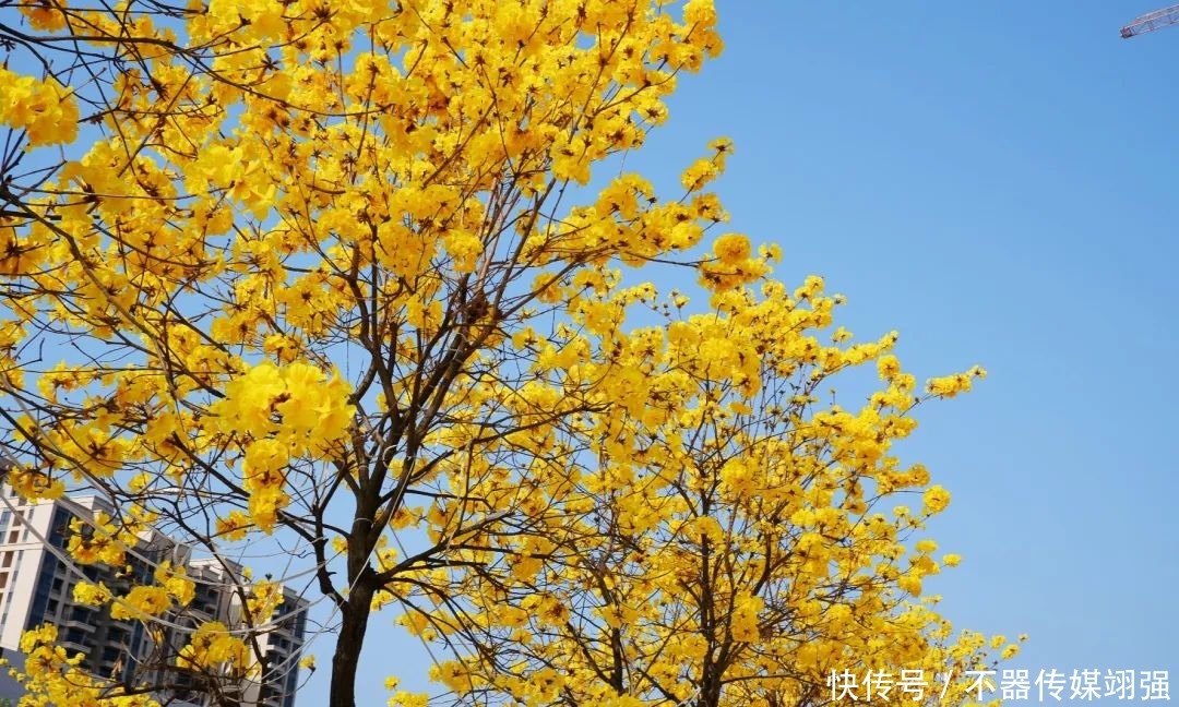 最新实拍！三水绝美黄花风铃木大片绽放，赏花地图戳