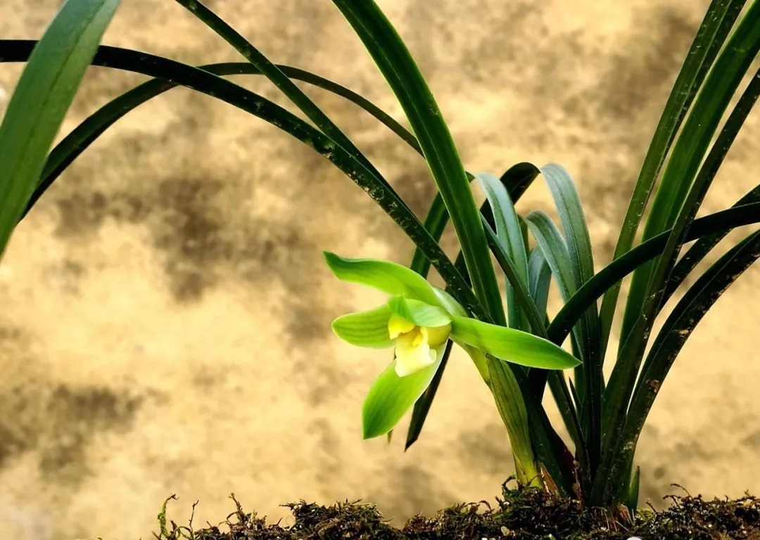 自制|养兰花的肥料可以自制吗？自制氮、磷、钾肥，真的不太难