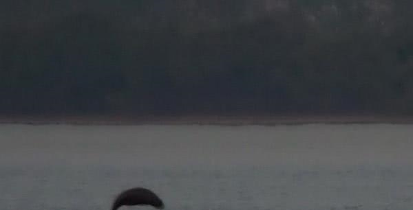 钓鱼|钓鱼成最大威胁罕见江猪成群现身,市民担忧:附近钓鱼的太多!