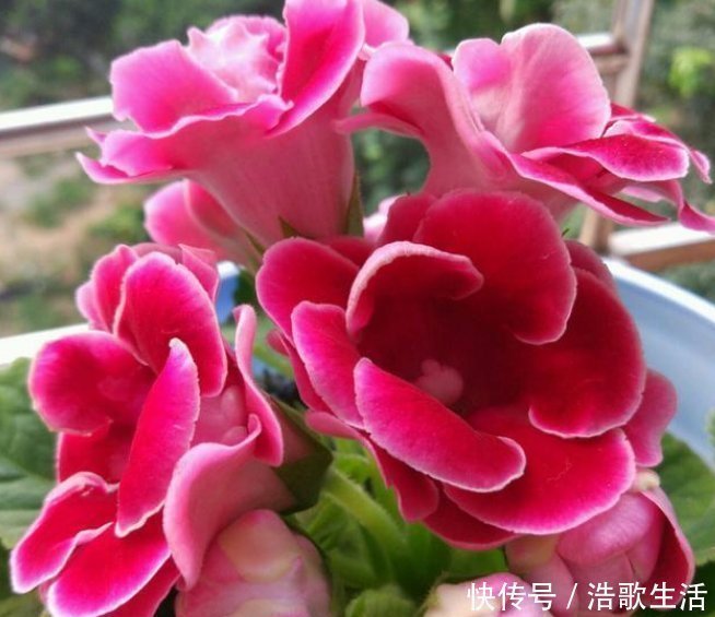 大岩桐花|3种花，都是开花小能手，养在家里繁花似锦，清新脱俗，懒人最爱