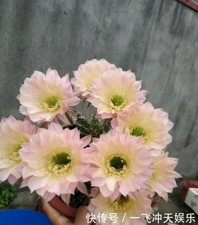 发财树|需要“穷养”的6种花,用小盆、旱着它,少管一些长得更好