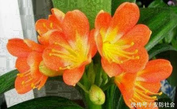 养君子兰,这3种方法让你变成专业户,不得不做的一件事不能忘