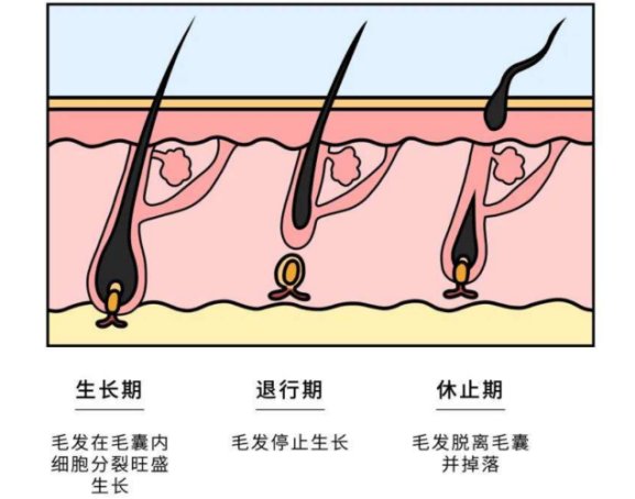 头发|您的头发离家出走了吗，临床药师帮您解决“秃然”的用药烦恼