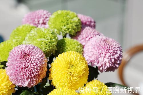 小花朵|花开似乒乓，小巧玲珑又可爱，喜欢菊花的你不要错过乒乓菊