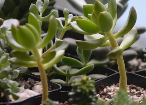 多肉“整形记”：茎叶又细又长怎么办？摘叶子、控水、砍头