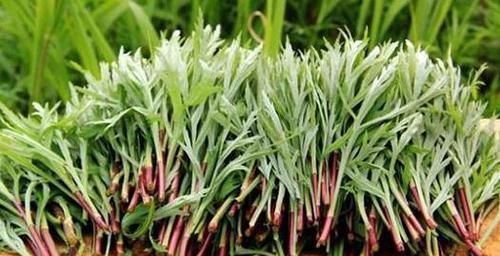 这种野草,吃了能抵7瓶牛奶,路边一丛丛,可惜都不认识