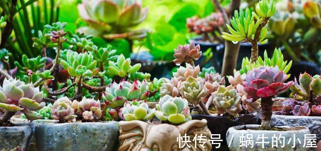 栽种|九月,很多养花人要笑了,因为7个好消息接踵而来