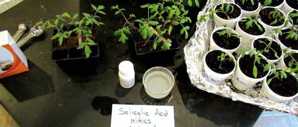 春天扦插育苗时,多备点“生根水”,插穗生根发芽就变容易了