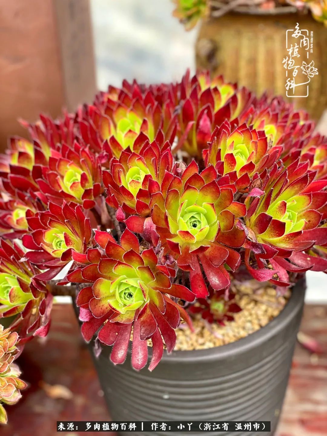 祖上无院家里无矿，一腔浪漫情怀付诸楼顶造花！