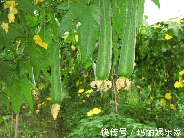 色斑|女性不妨多吃此菜,滋养子宫,呵护卵巢,色斑淡了,皮肤更细腻
