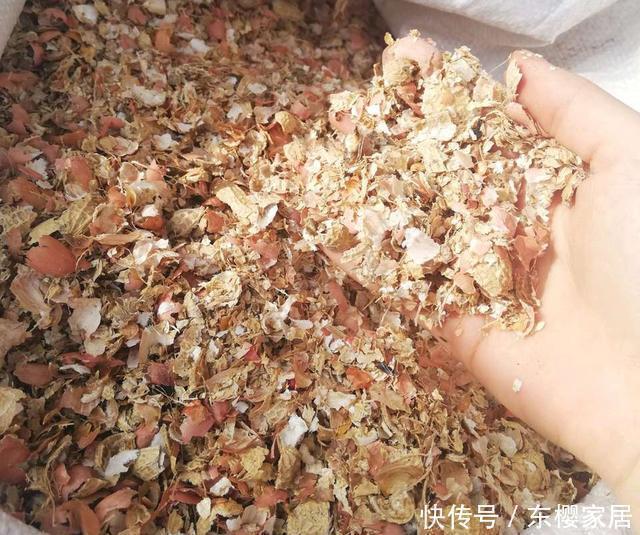 寒流|寒流来袭，花盆里撒1把过冬肥，根粗叶绿不怕冷，蹭蹭长