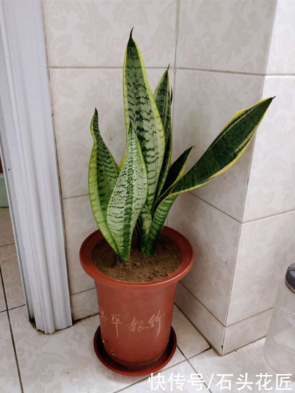  花卉|卫生间“潮湿、有异味”？养上6种花草，干净又清新