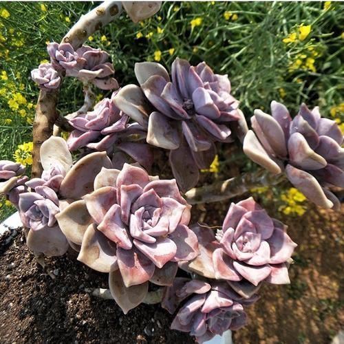 1种多肉植物，容易长出漂亮老桩，养3年就出状态，值得拥有