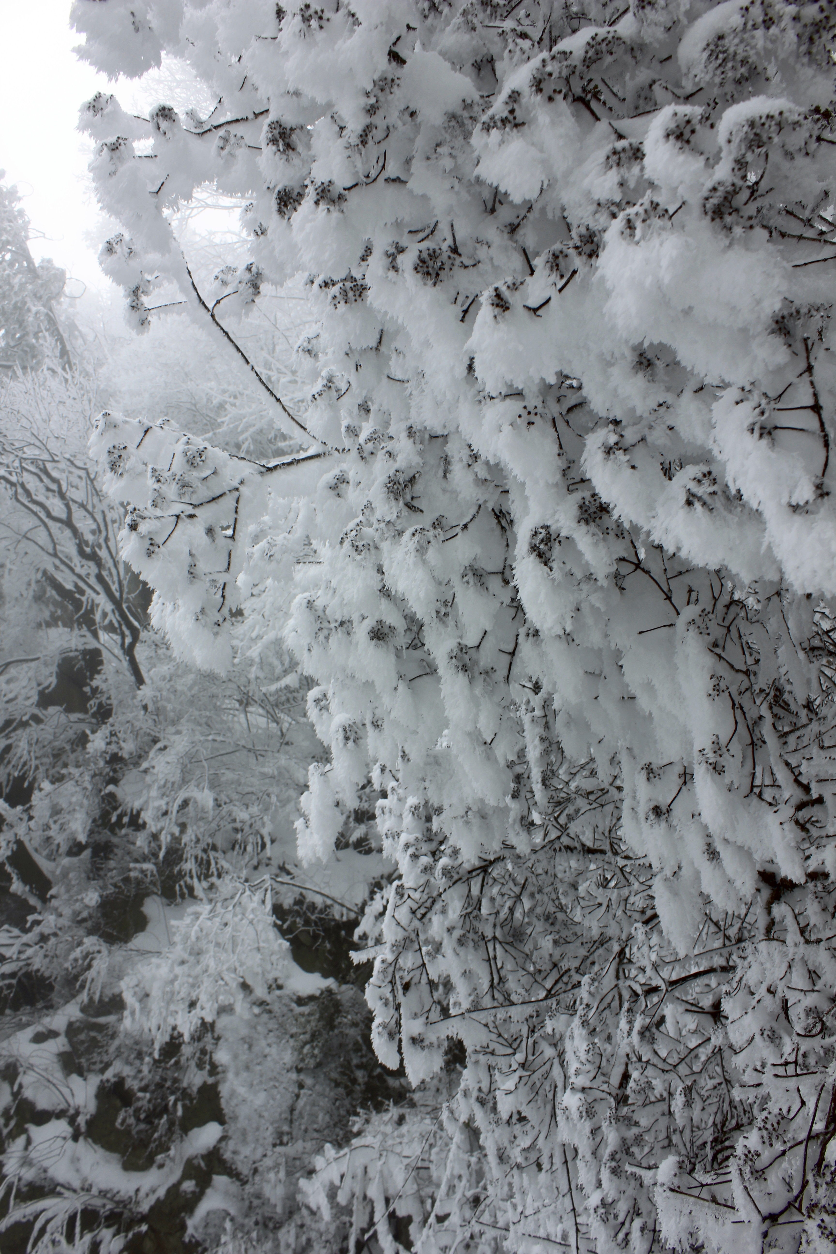 征集|【年末福利征集】雪后南五台幸遇云海