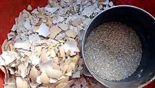 鸡蛋壳|养花易烂根，4种东西随便一种撒一把，10盆9盆不烂根！