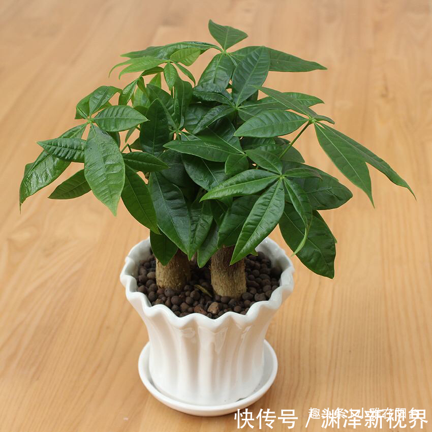 浇水|家庭养“发财树”，别乱施肥、乱浇水，控制好光照，蹭蹭长得旺！