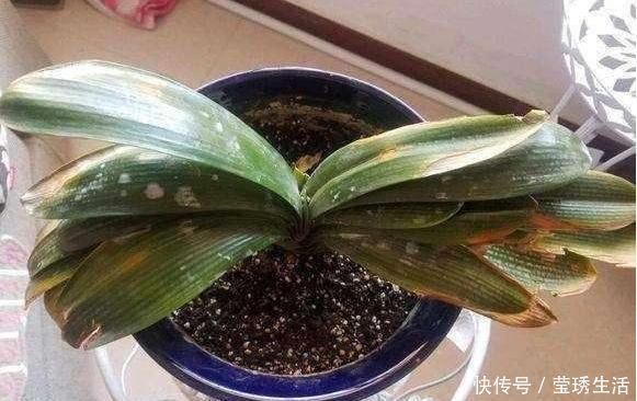 2种水，是养花的“砒霜水”，万万不能用，不然黄叶花枯死