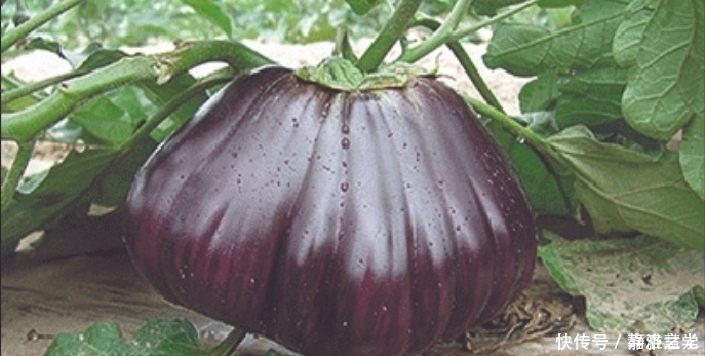 航天技术 把种子放在太空一段时间,返回地球后种出来,会比较大吗?