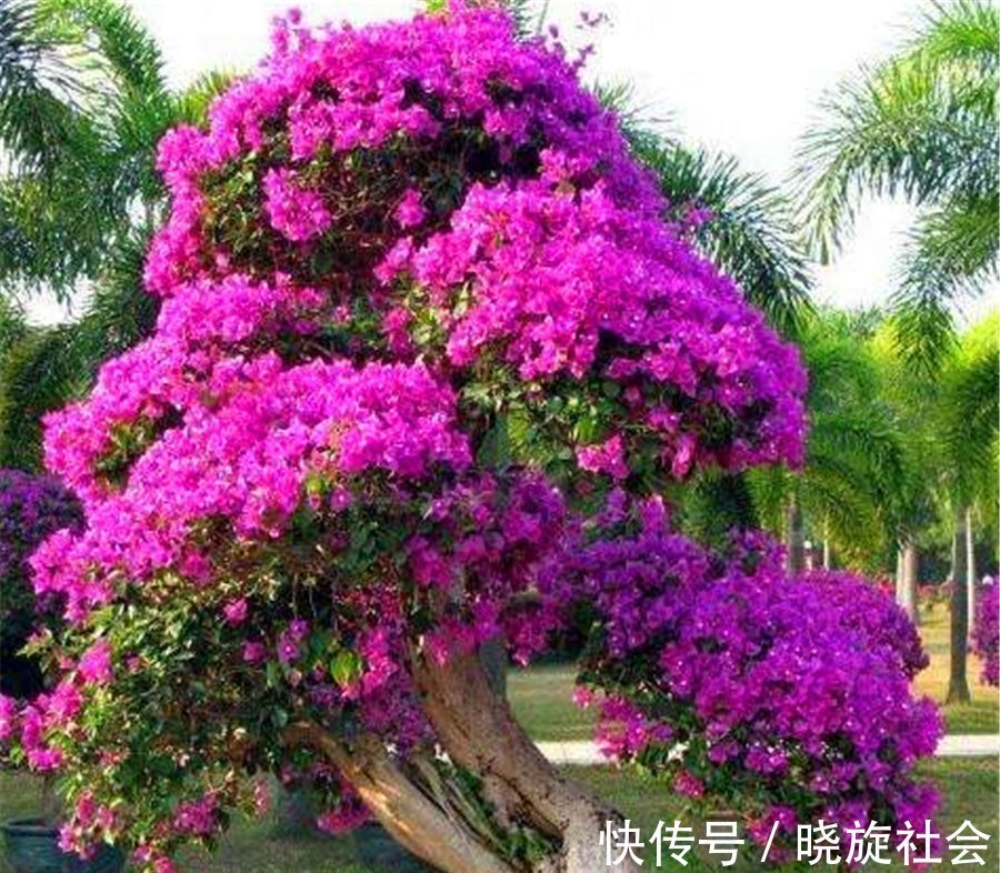 三角梅有“4怕”,难怪枝繁叶茂不开花,学会了花朵多得压弯枝头