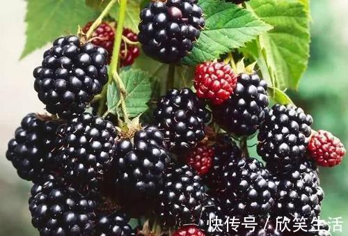 美容养颜|经常失眠睡不着,多吃8种水果,美容养颜,安神助眠,一觉睡亮天