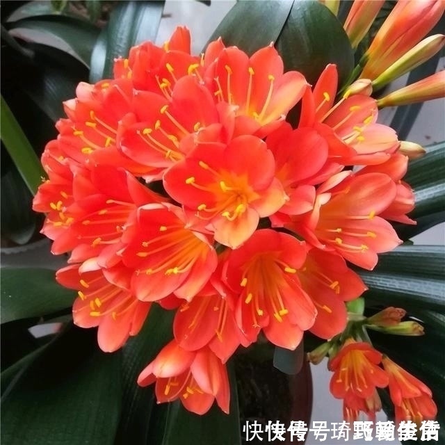 花友们|君子兰肥足长得壮，4种“肥水”轮着浇，10枝花箭一起蹿出来