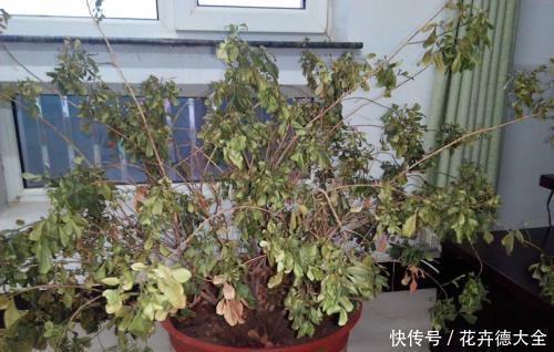 家里养这花，不能乱换盆，掌握几个要点，才能顺利成活！