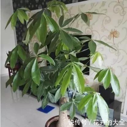 客厅养上“3种花”,大气又美观,关键“旺财又养人”,值得养2盆