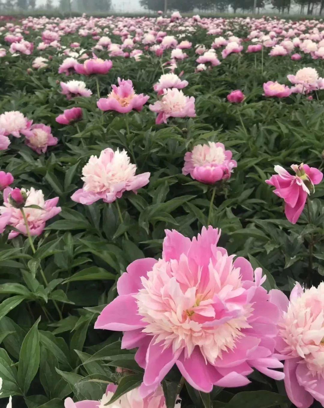 牡丹花|3款值得盆栽的“长期花”,年年开花200多天,花朵个大色泽艳丽