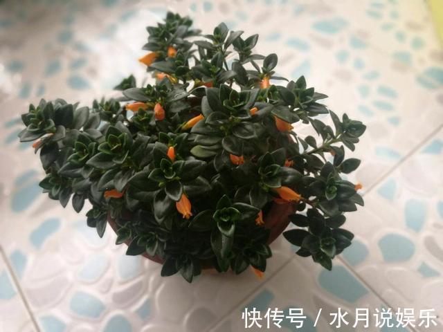 修剪|别人家金鱼吊兰四季开花，怎么做到的原来全靠这个小技巧