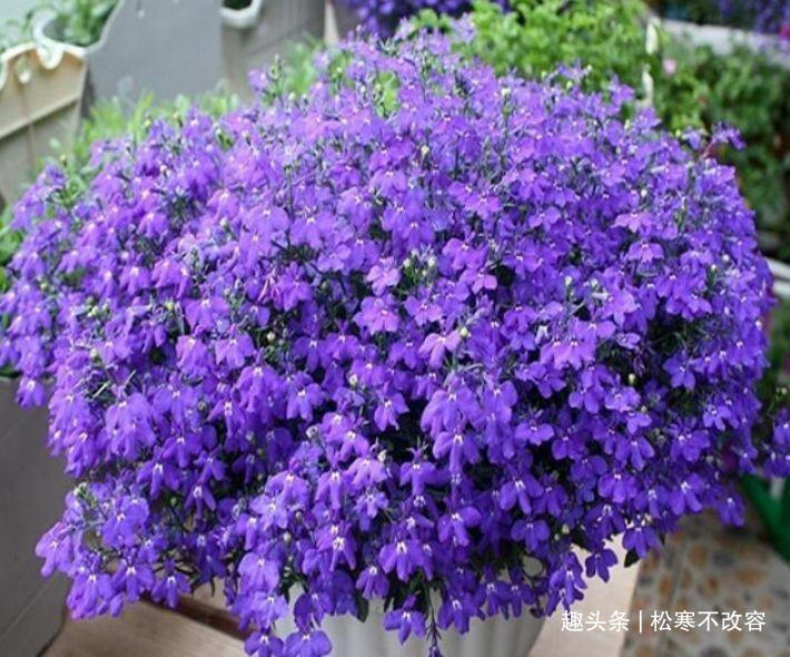 半阴性|几款艳美的花卉,花大色艳花期长,花苞轻松开满枝,繁花似锦!