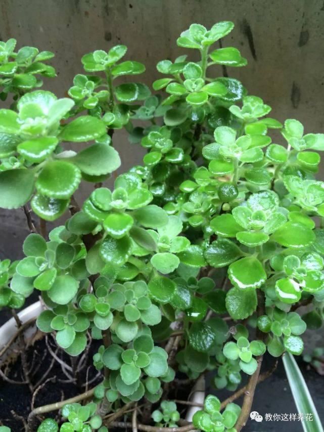 空气|专吸二手烟甲醛的花,堪比“天然净化器”,养1盆全家都健康!