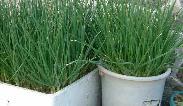 阳台|阳台小葱,又细又黄教你一招,根根粗壮,一抓一把吃不完!