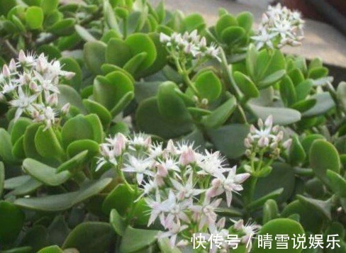 这9种花,特别适合新手养,越不浇水越爆盆,总有一款适合你!