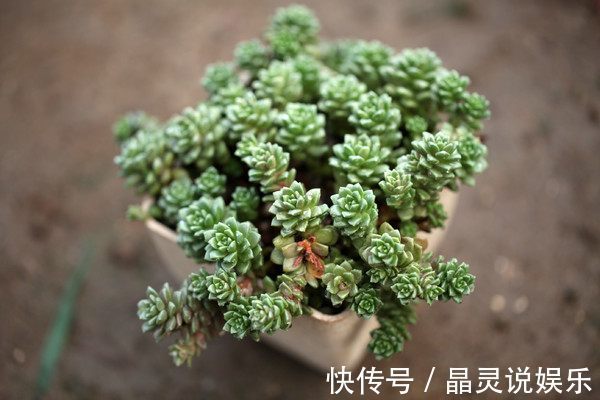 花友|花友在浇花的水里加点这个，就能防止盆栽多肉植物化水、黑腐！