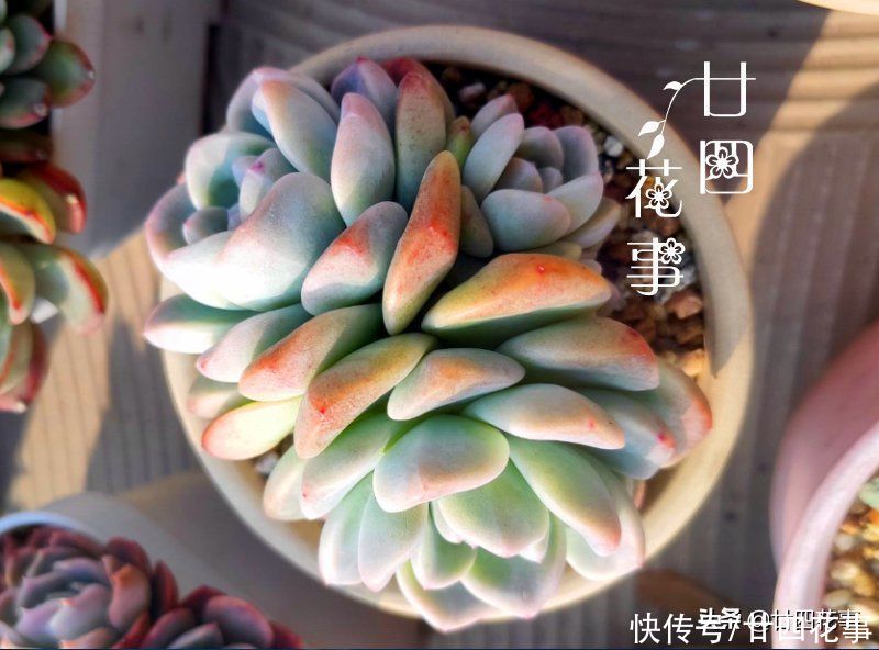 立春过后养多肉，注意5个方面，做好8个字，鲜肉肥美满阳台