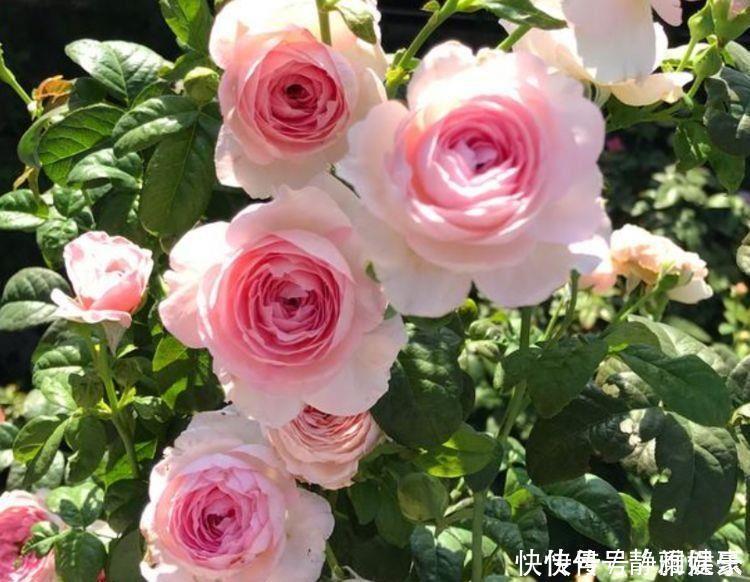 日子|几种花卉耐阴耐寒,养在家里一整年都有好运气,日子红火财运滚滚