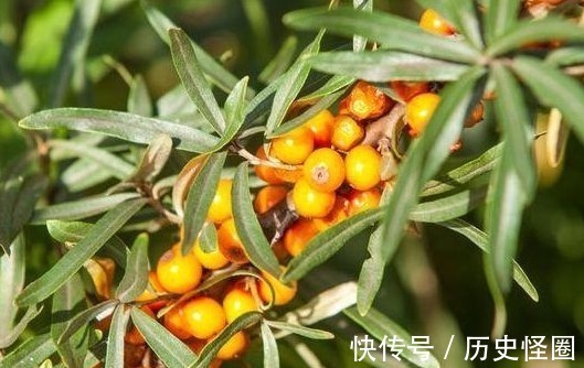 沙棘|农民叫一种野果为“救命果”,吃一点防心脏病、能抗癌、治失眠!