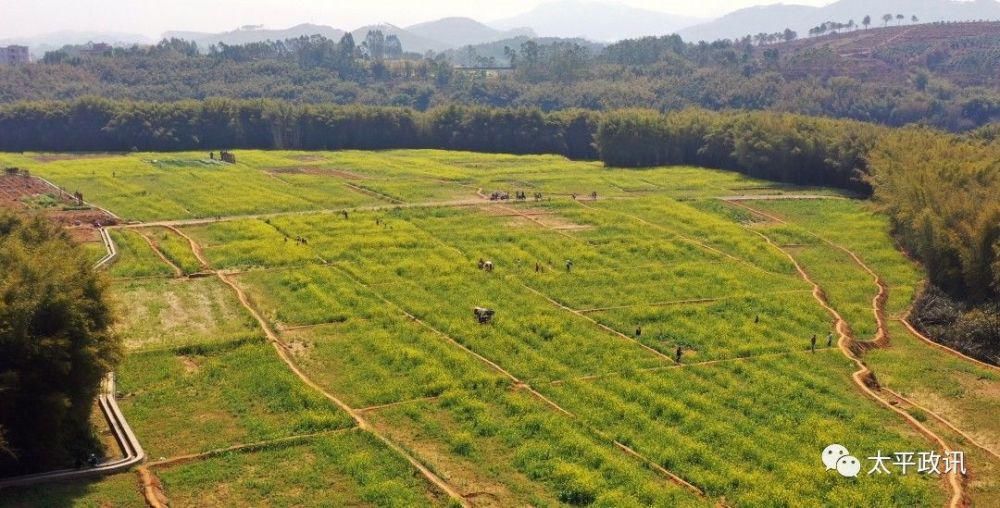 老年|靓！太平镇下黎村近200亩油菜花盛开，刷爆了朋友圈！
