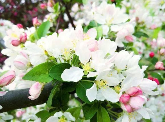 33种花，33首歌，太美了！