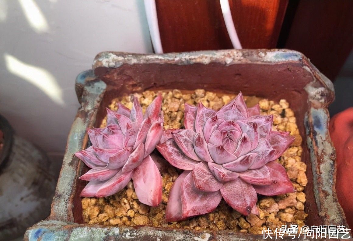 多肉植物|接触了多肉，深深地被它痴迷，花了上千块买多肉，有点后悔了