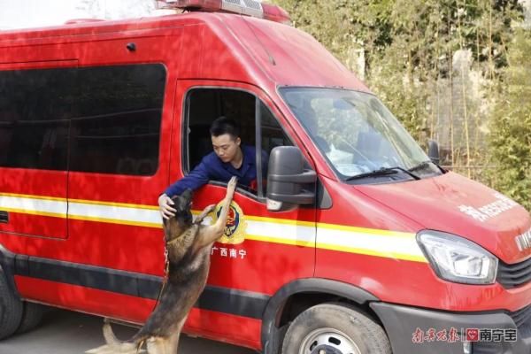 消防员|泪目！驯导员离队，搜救犬紧紧追车不愿离去