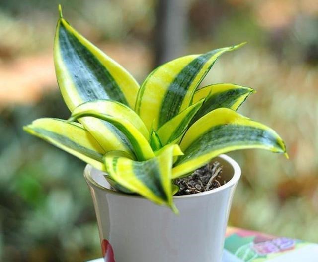 这几种高档花，摆在客厅，高级不失优雅感，养护简单四季常绿