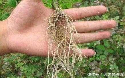 生根水根本不用花钱买,教你6招自制生根剂,比生根水管用百倍