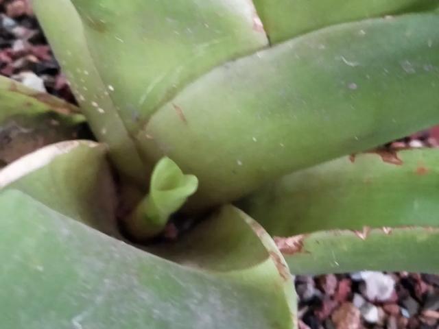 养花技巧这花不是一次性,开完别扔,还能再养7、8年