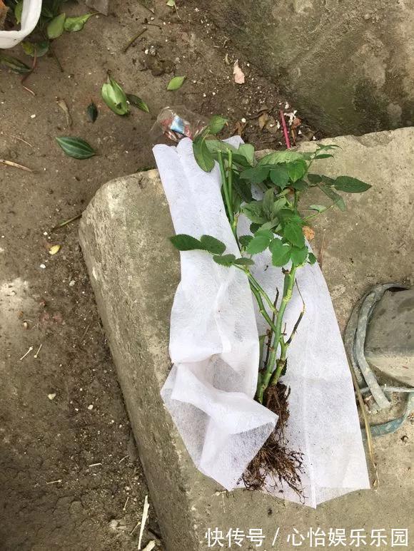 老桩|路边一堆“名贵花”,丢人也要捡,捡回家养2个月就开花!