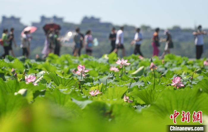 杭州市文广旅游局|杭州市文旅数字化改革：一键找酒店找导游借图书